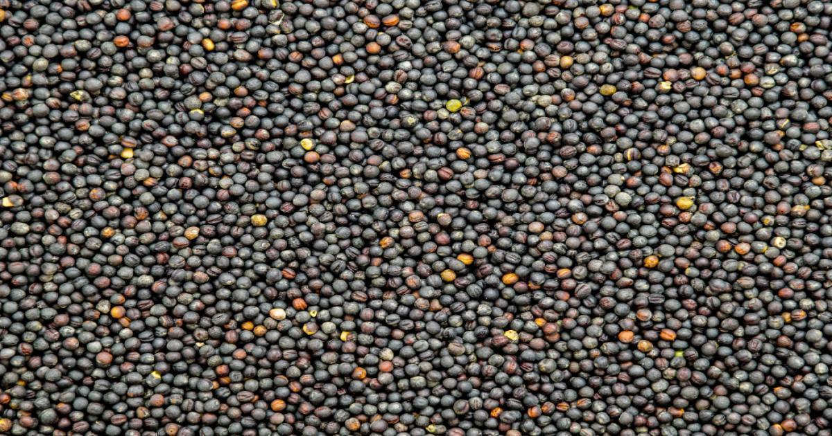 सरसों का मंडी भाव आज का